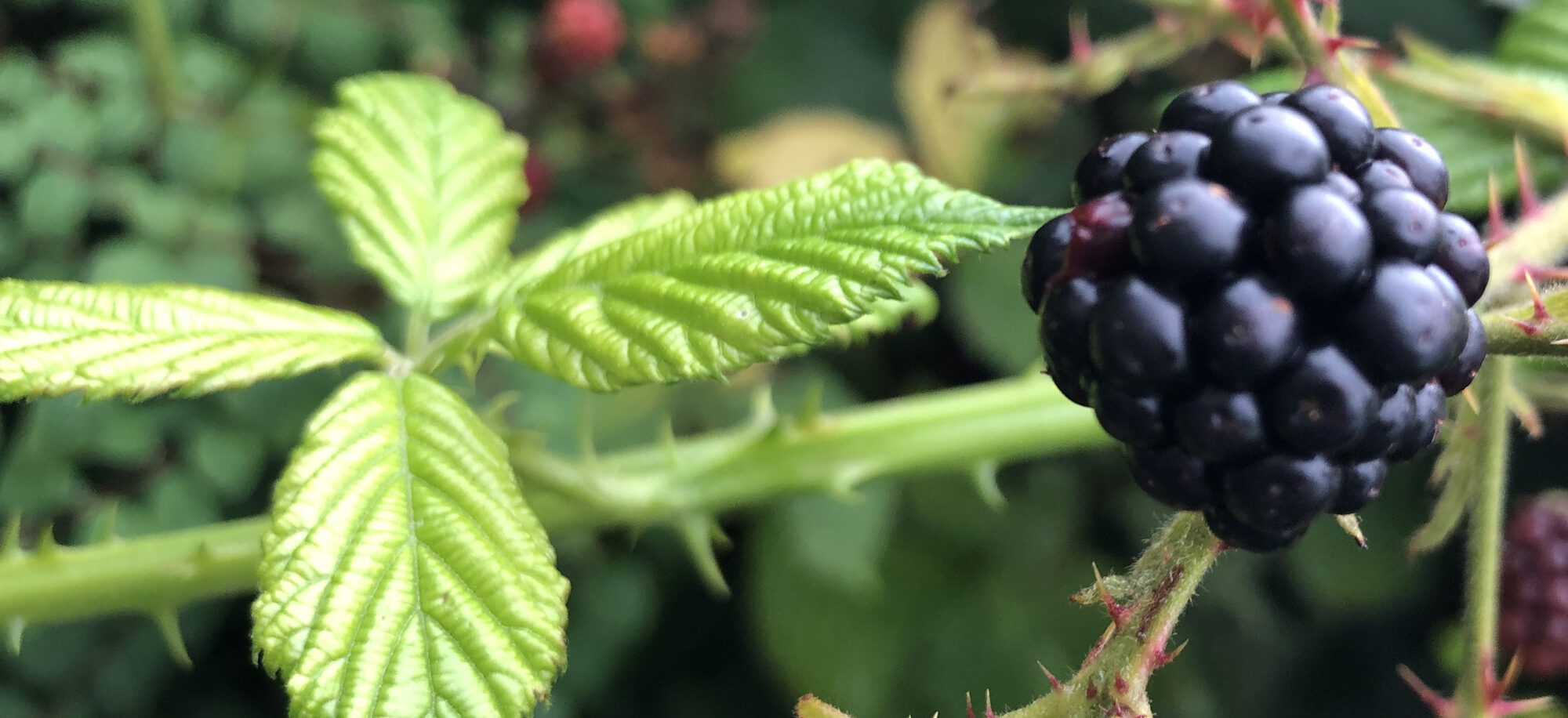 iss dich glücklicher